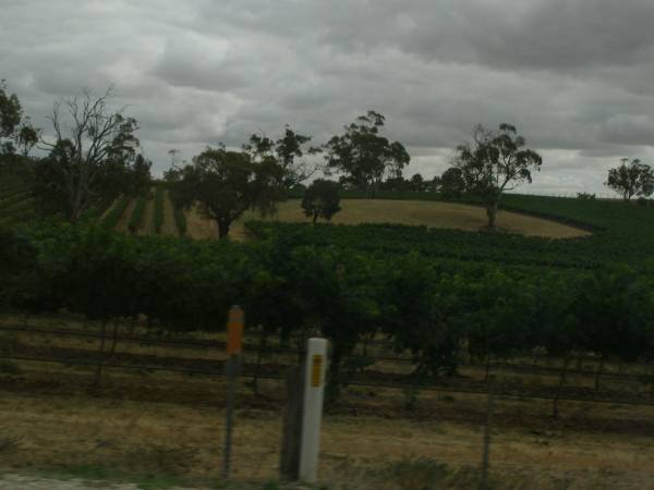 Vineyards,  | Barossa Valley,  | South Australia  | 