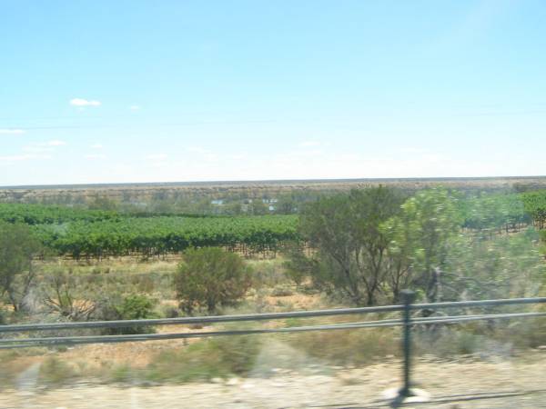 Grapes growing near the Murray River,  | South Australia  | 
