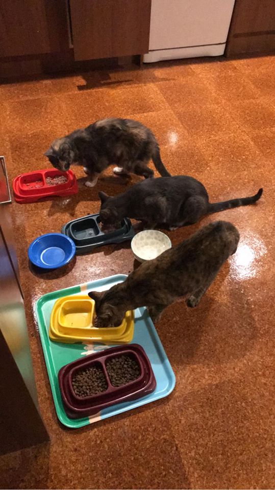 3
cats, 3 food bowls.