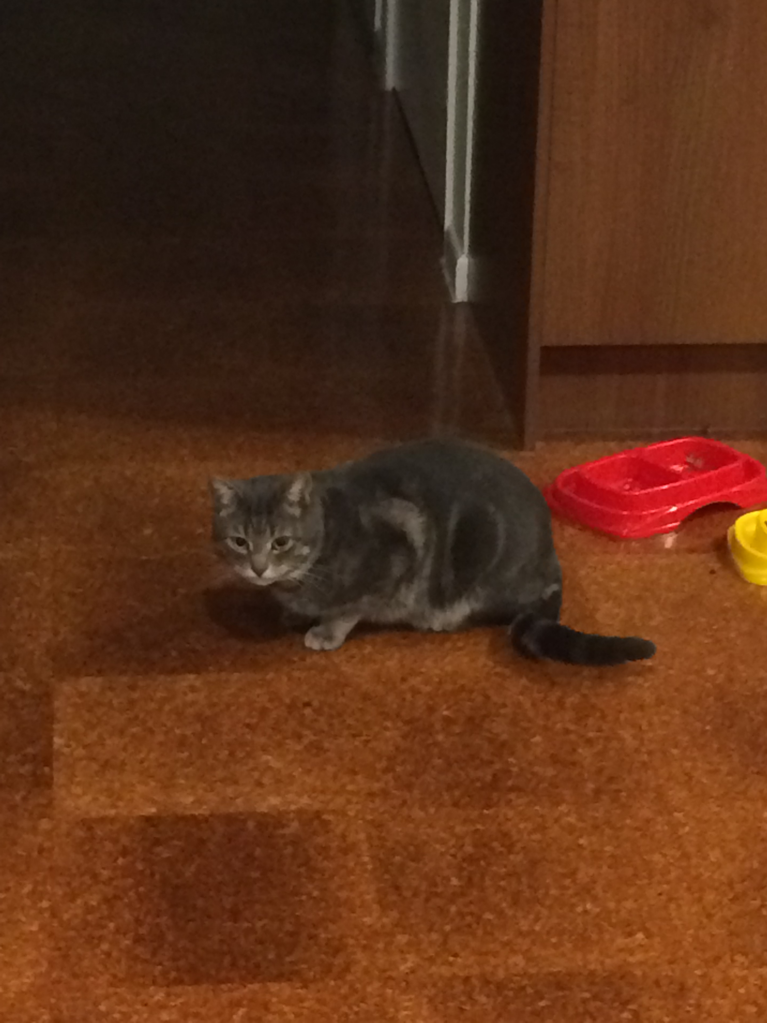 First photo of
the unknown cat, later Mika