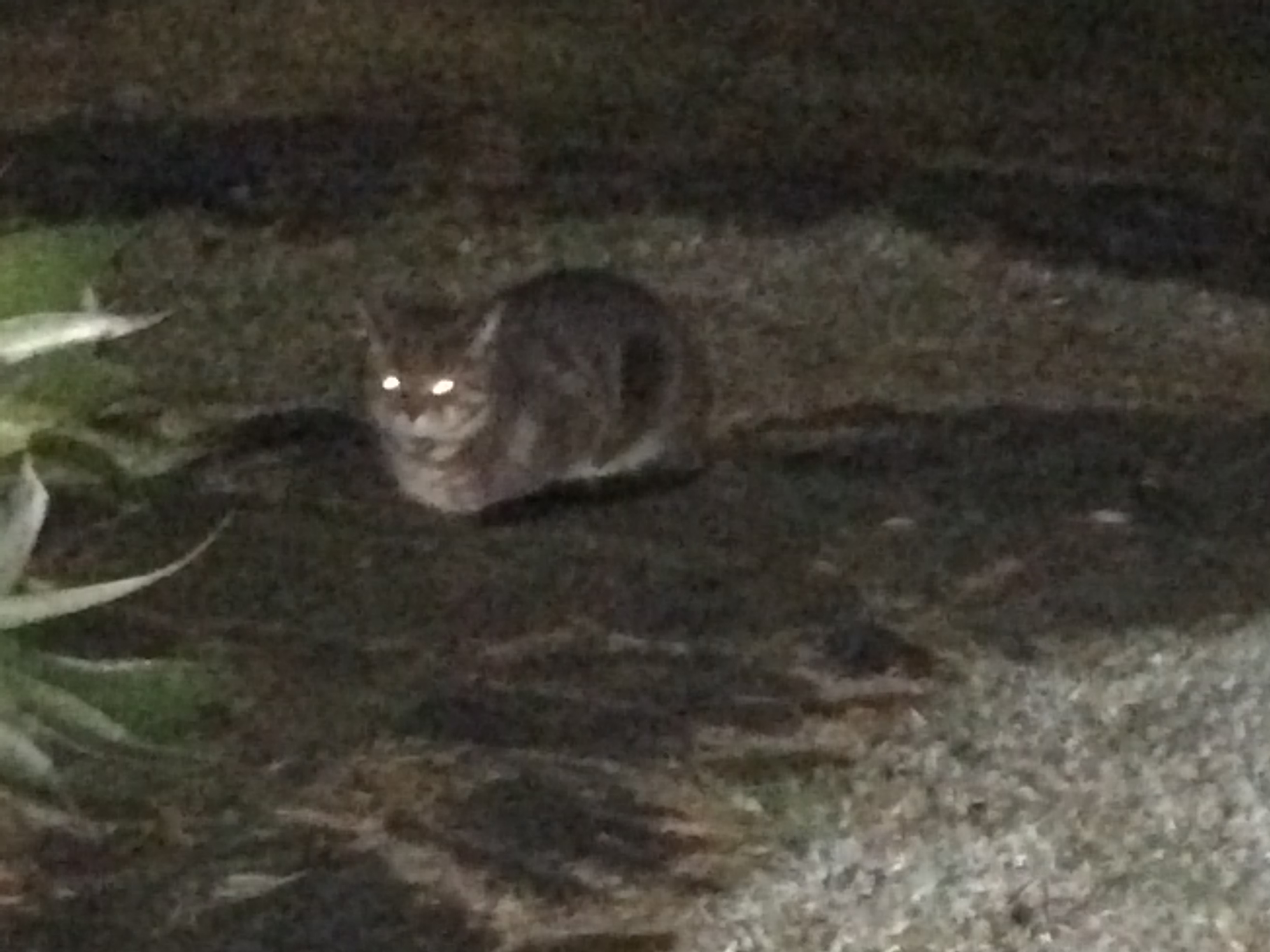 Unknown cat
(Mika) on driveway.