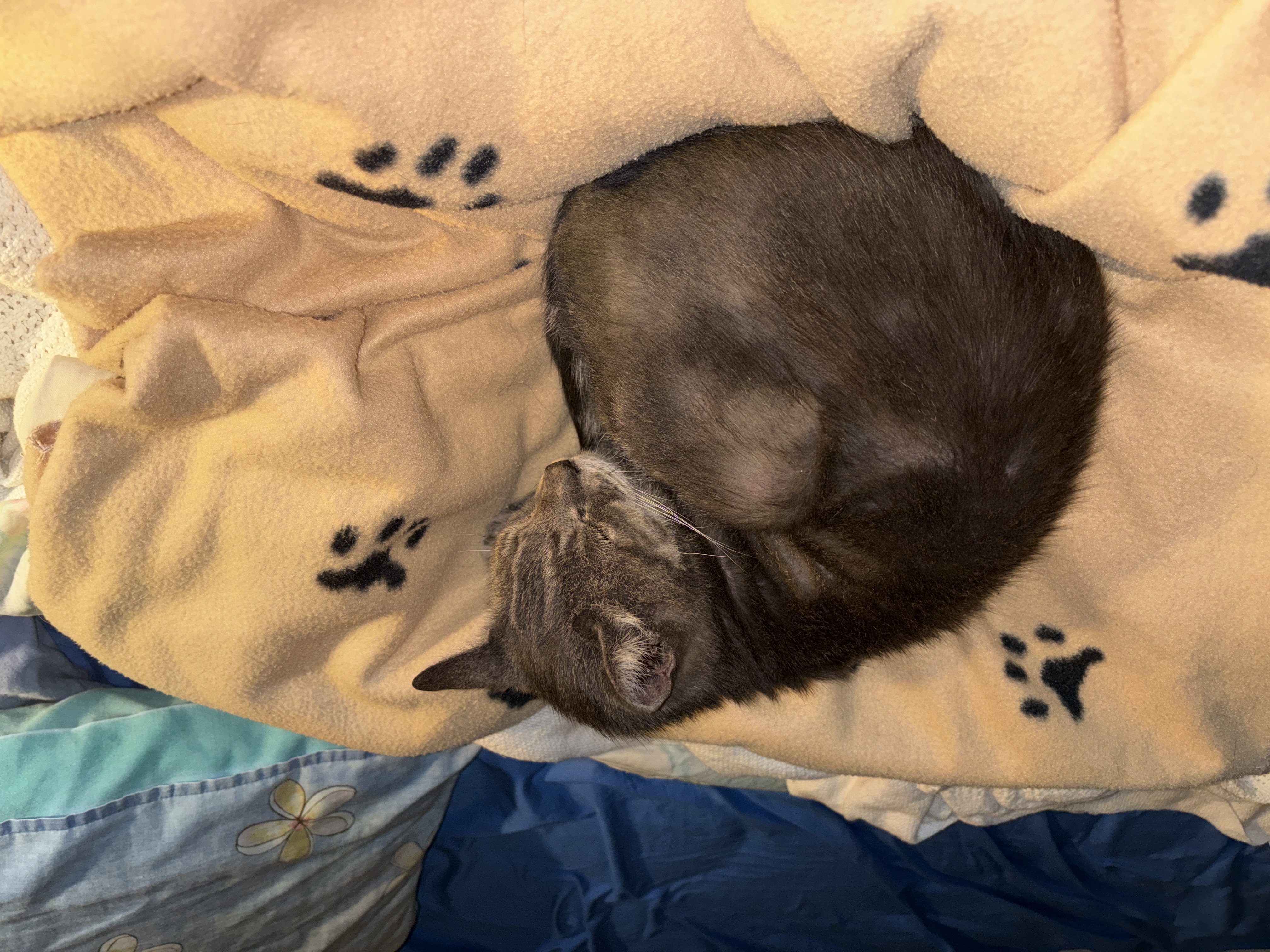 Mika on blanket+quilt+bed