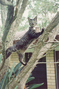 Zambezi